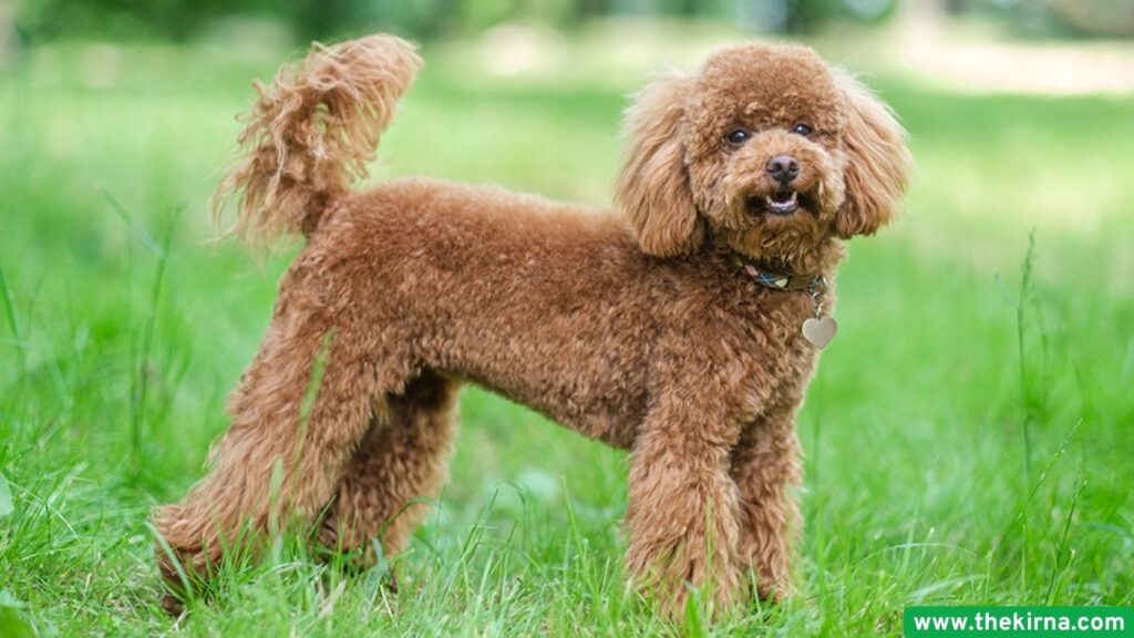 Top 5 dog breeds that live the longest