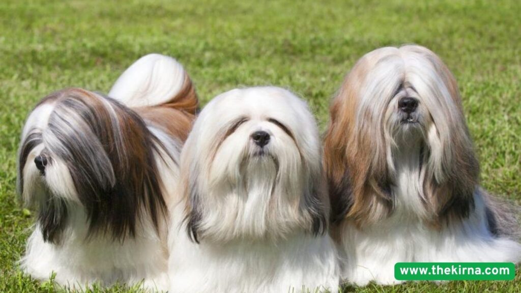 Top 5 dog breeds that live the longest