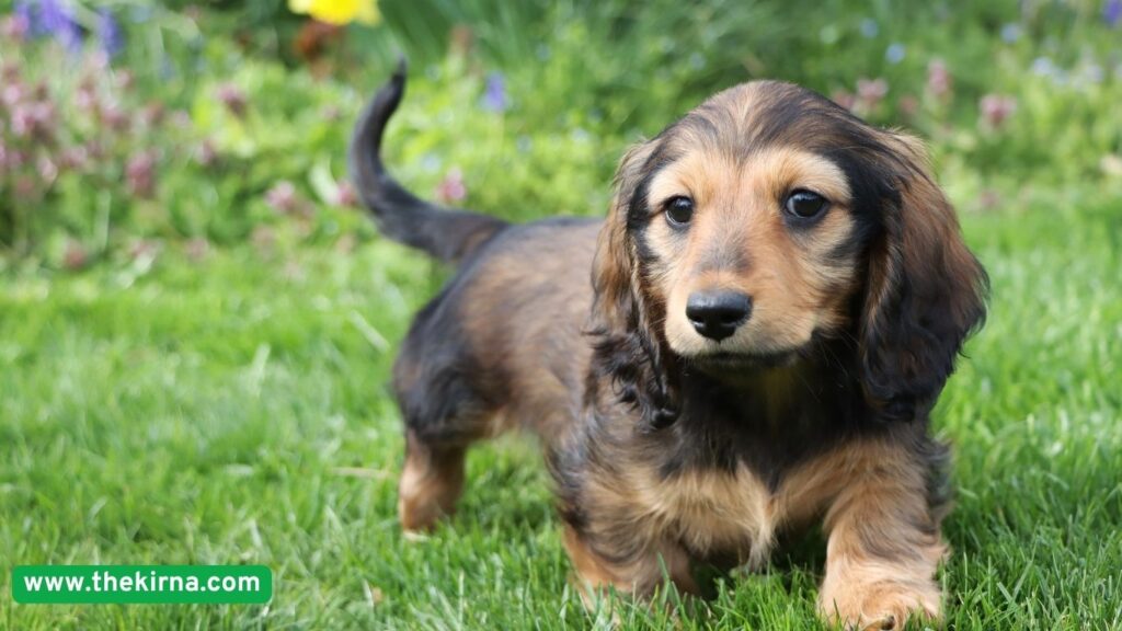Top 5 dog breeds that live the longest
