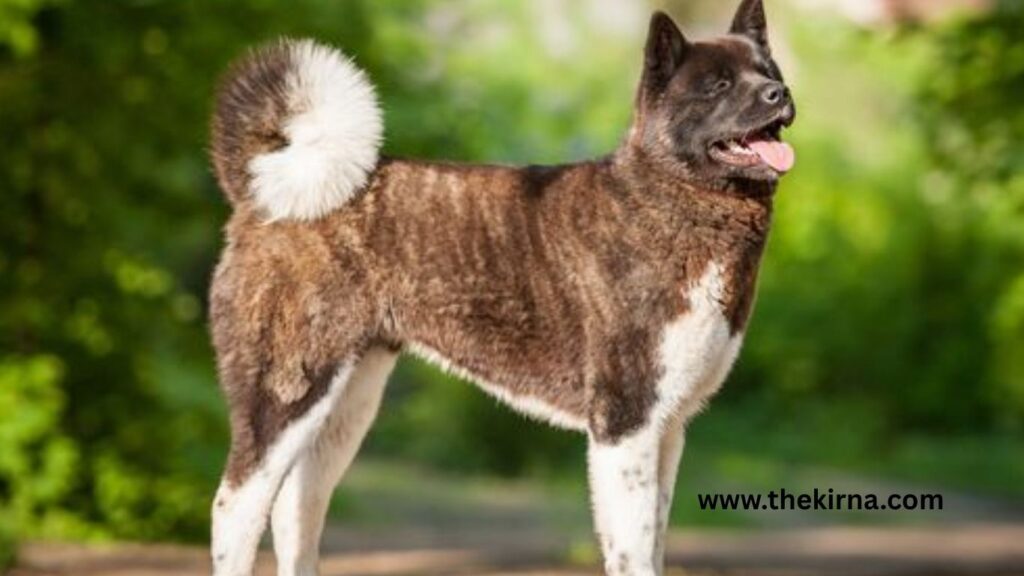 Japanese Akita Dog Breed Information 