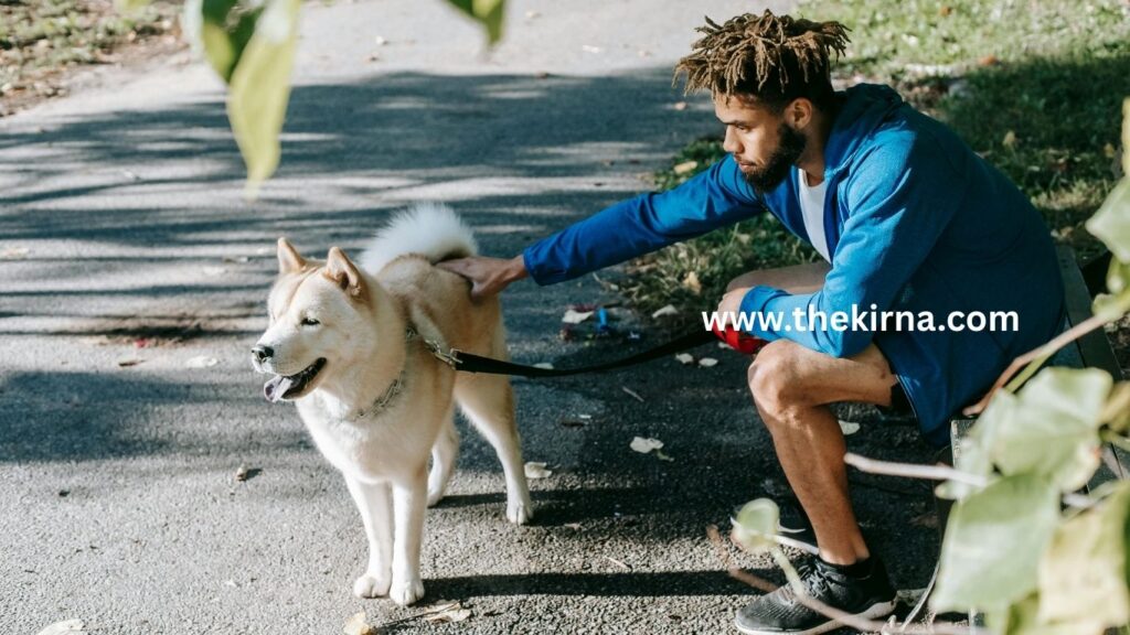 Japanese Akita Dog Breed Information 