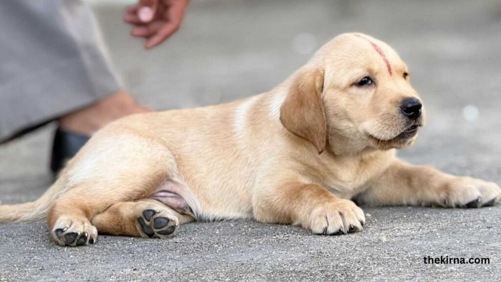 Top 5 best family dogs