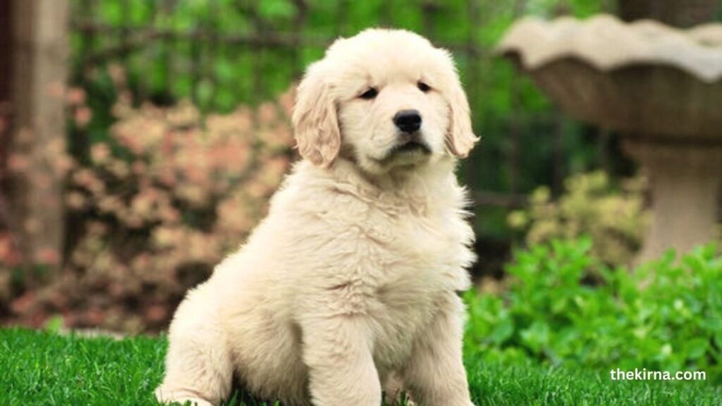 Top 5 best family dogs