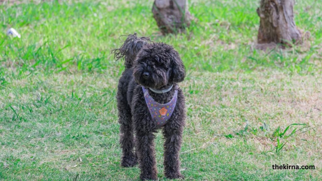 Top 5 best family dogs