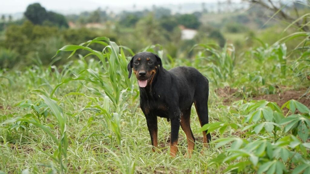 Top 20 dog breeds in america