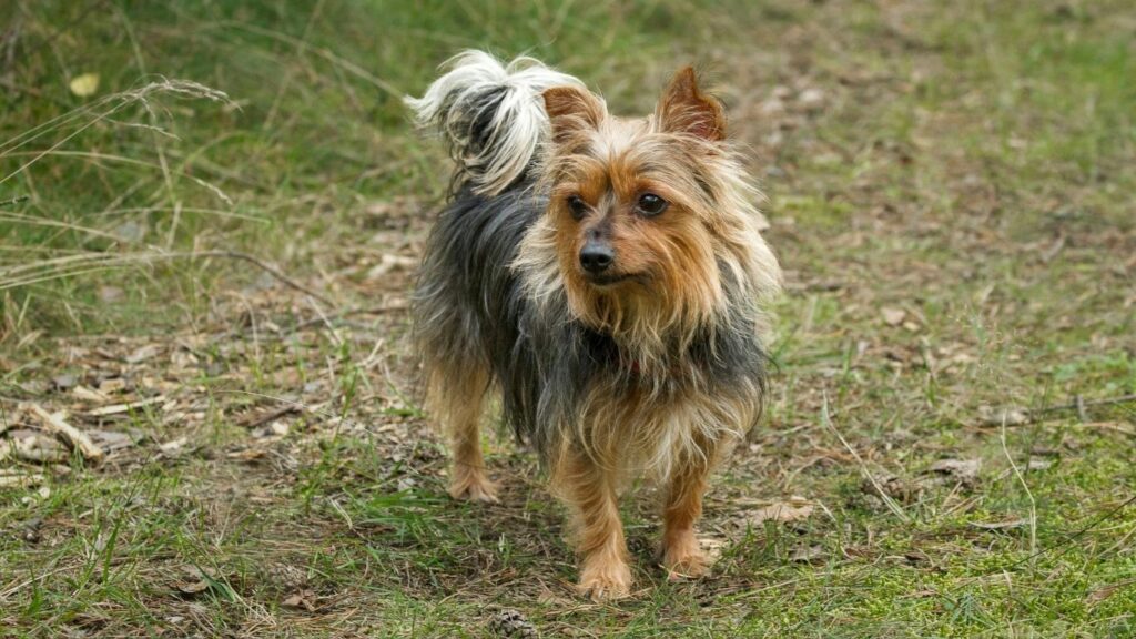 Top 20 dog breeds in america