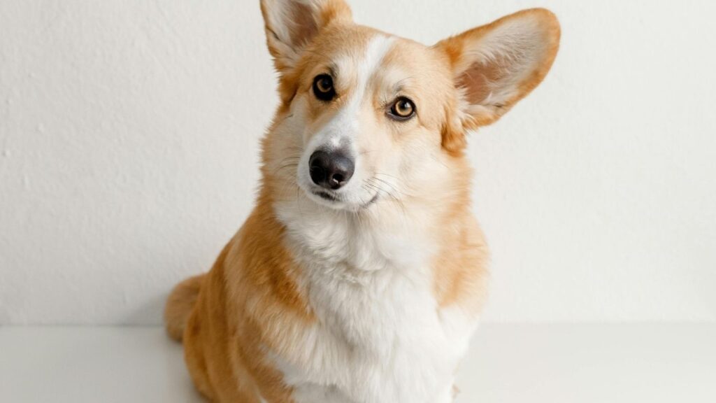 Top 20 dog breeds in america