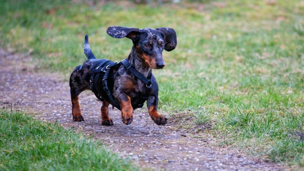 Top 20 dog breeds in america