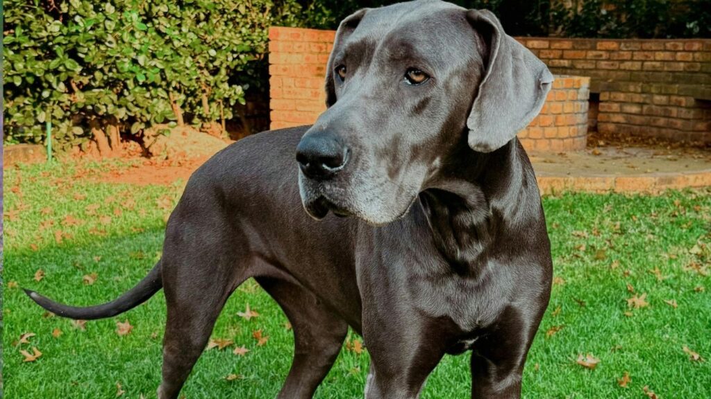 Top 20 dog breeds in america