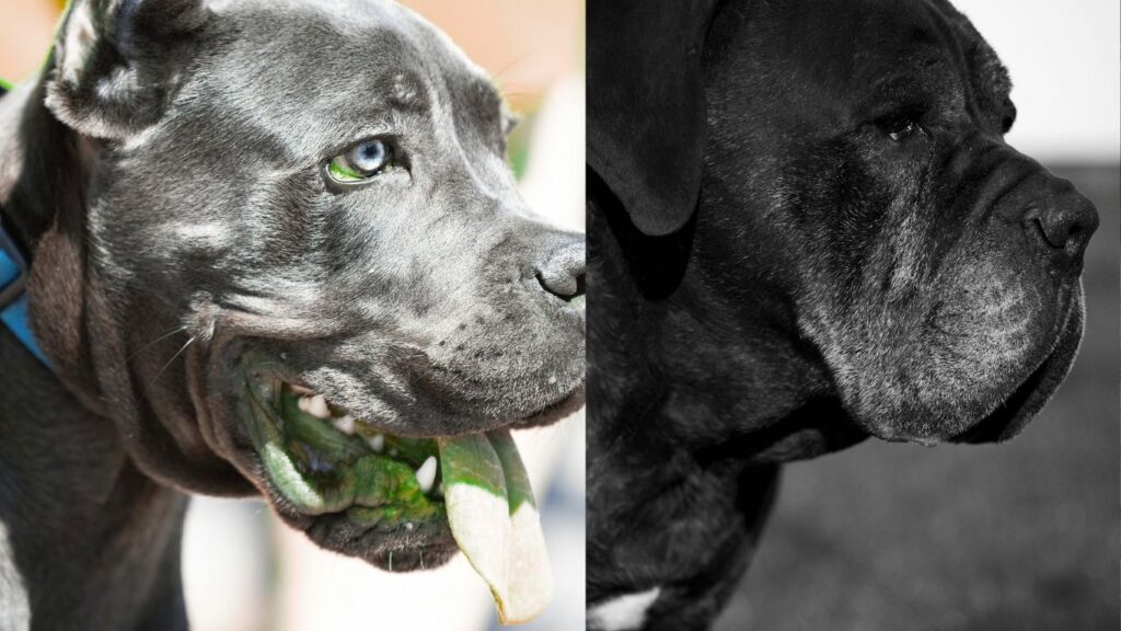 Top 20 dog breeds in america