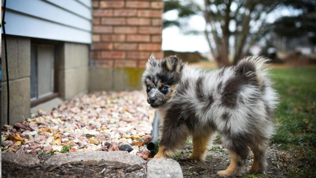 Top 20 dog breeds in america