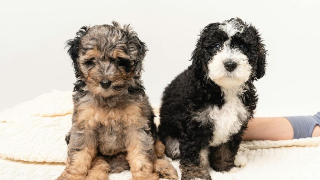 Top 20 dog breeds in america
