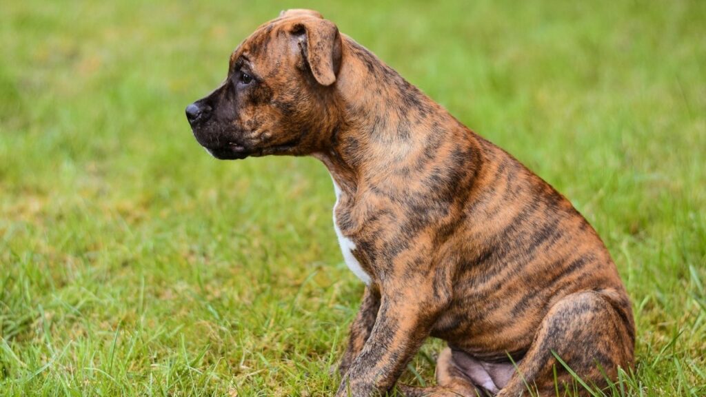 Top 20 dog breeds in america