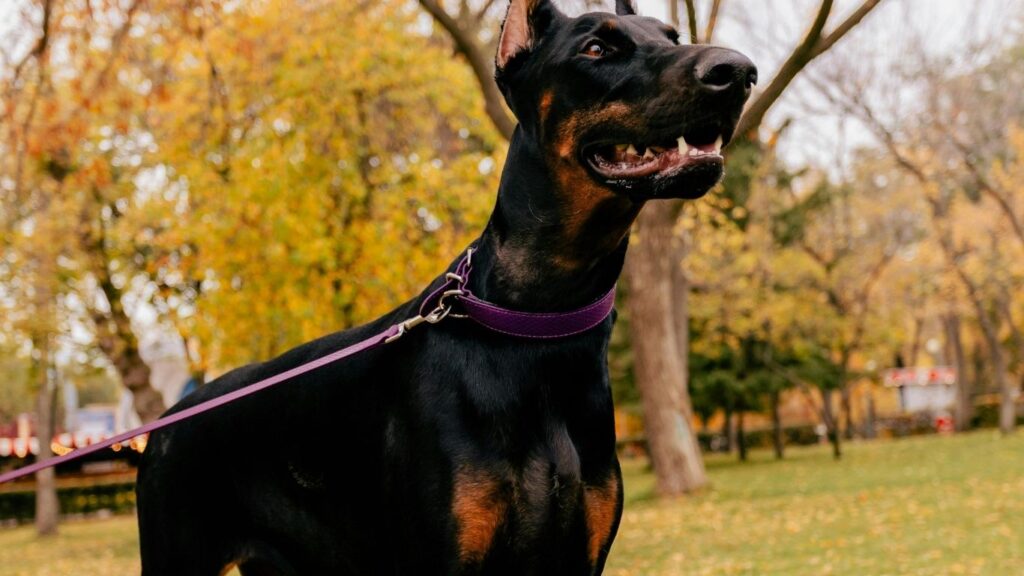 Top 20 dog breeds in america