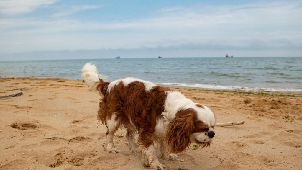 Top 20 dog breeds in america