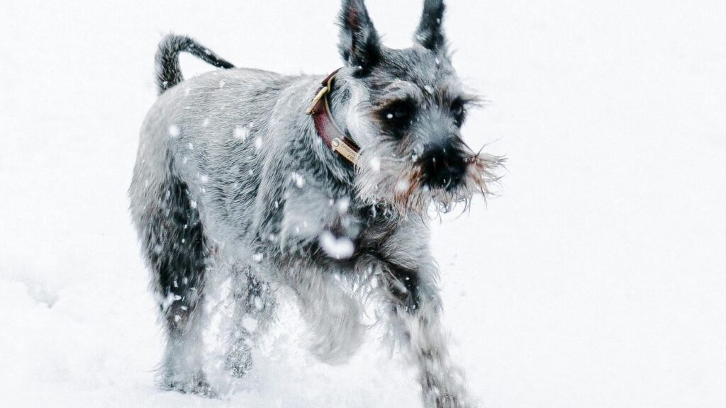 Top 20 dog breeds in america