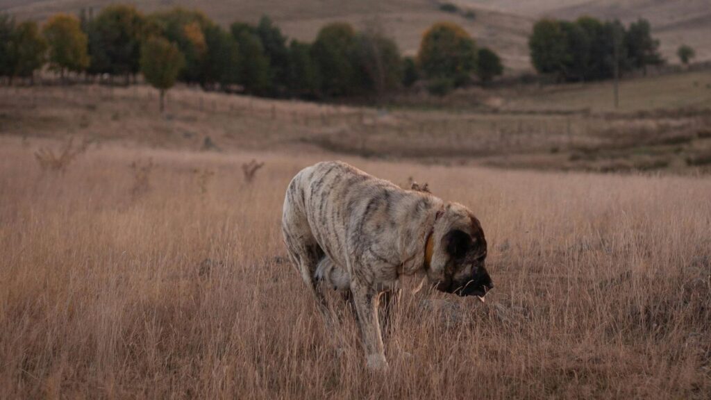 biggest and strongest dog breeds