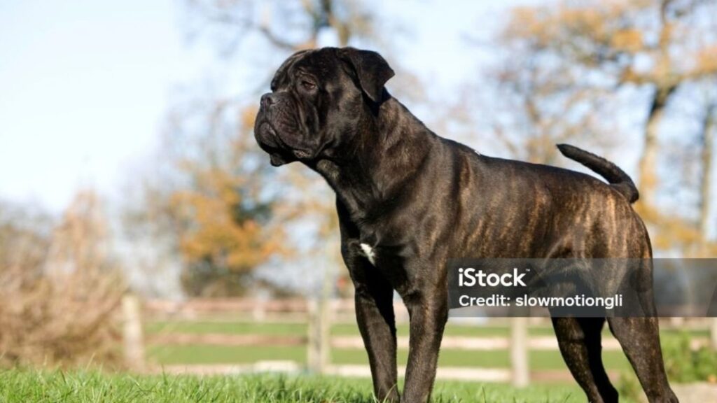 biggest and strongest dog breeds