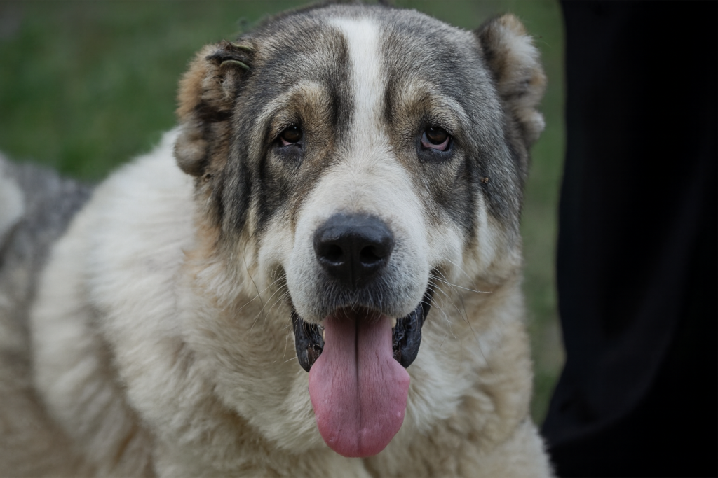 biggest and strongest dog breeds