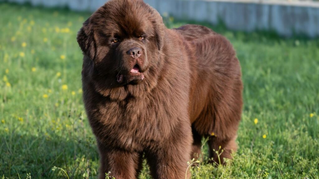 biggest and strongest dog breeds