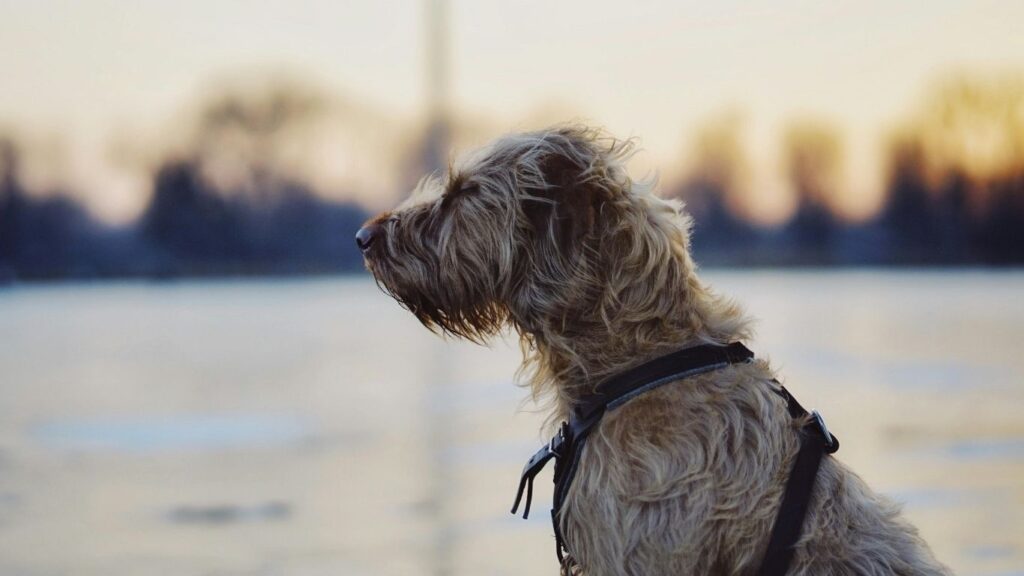 biggest and strongest dog breeds