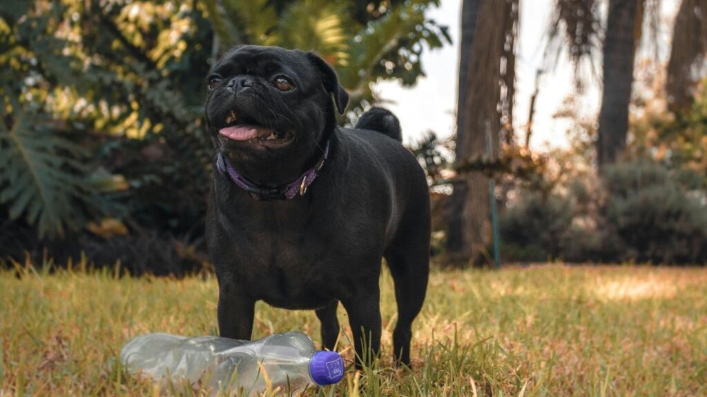 biggest and strongest dog breeds