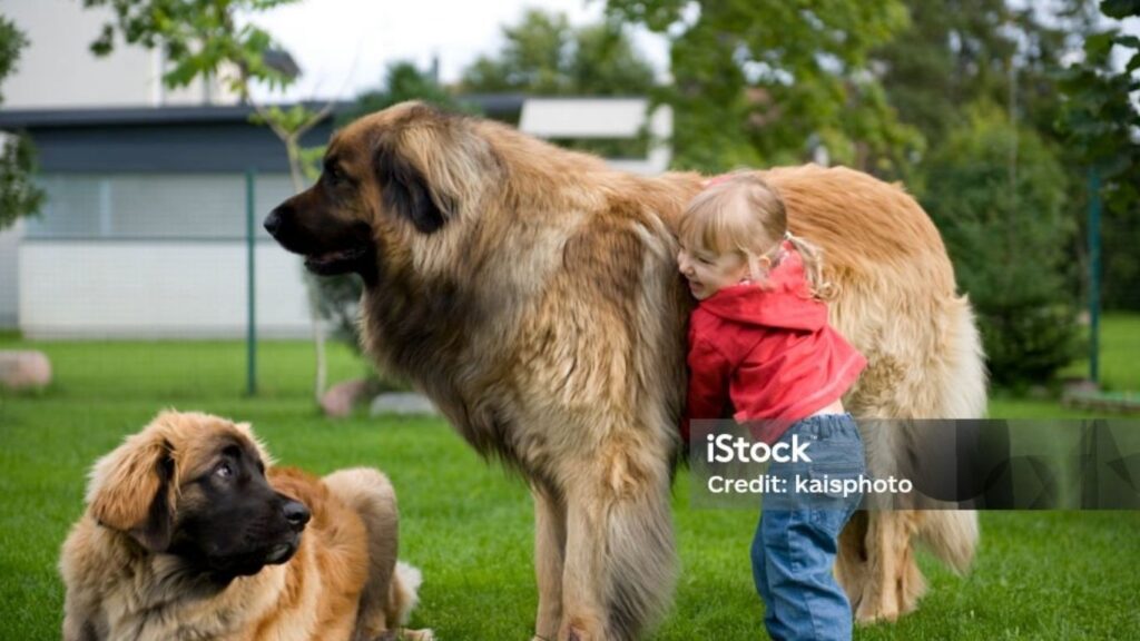 biggest and strongest dog breeds