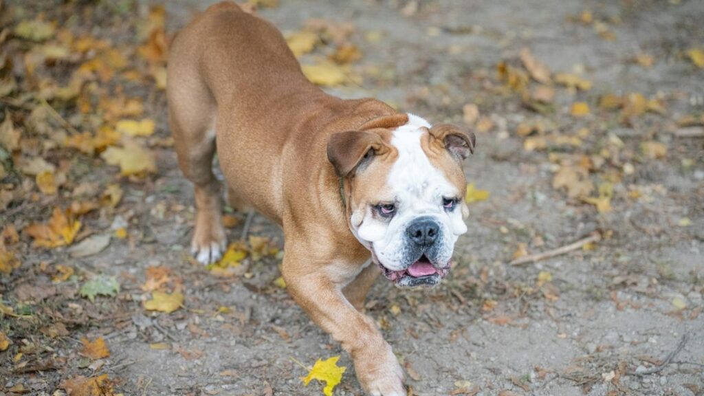 American bulldog breed health issues