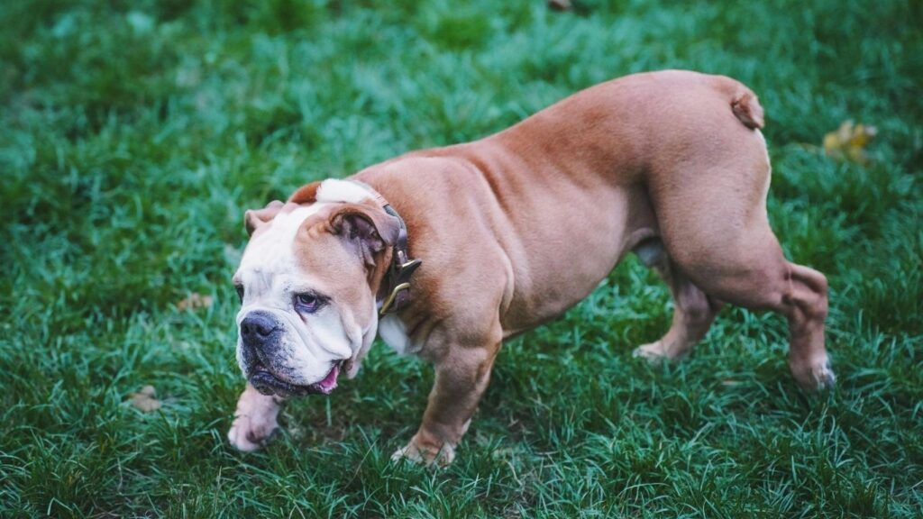 American bulldog breed health issues