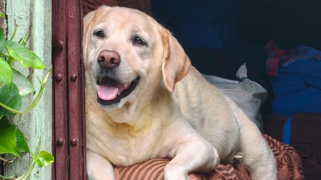 Top 20 dog breeds in america