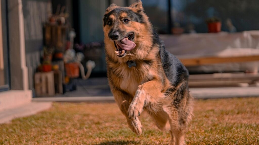 Top 20 dog breeds in america