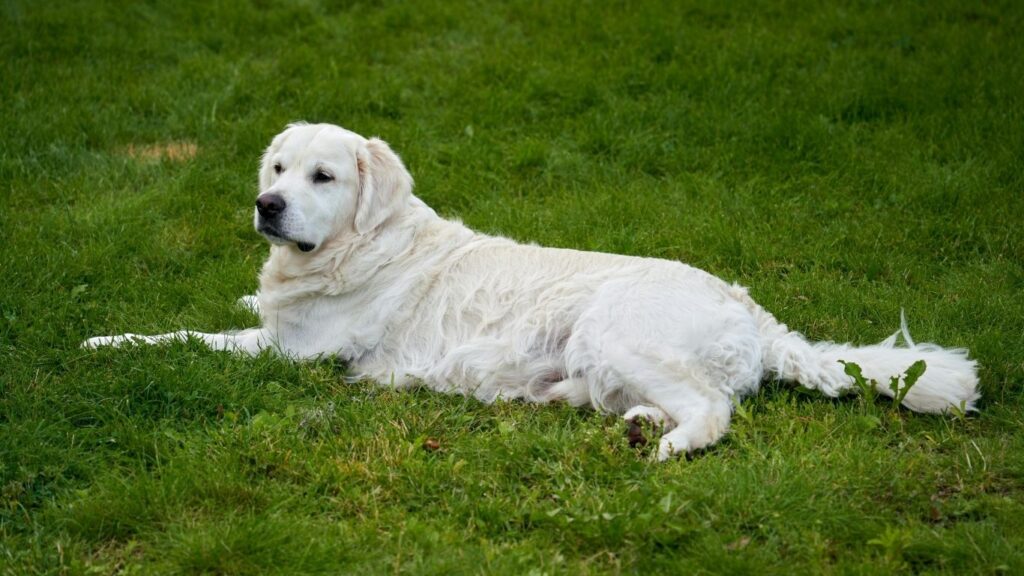 Top 20 dog breeds in america