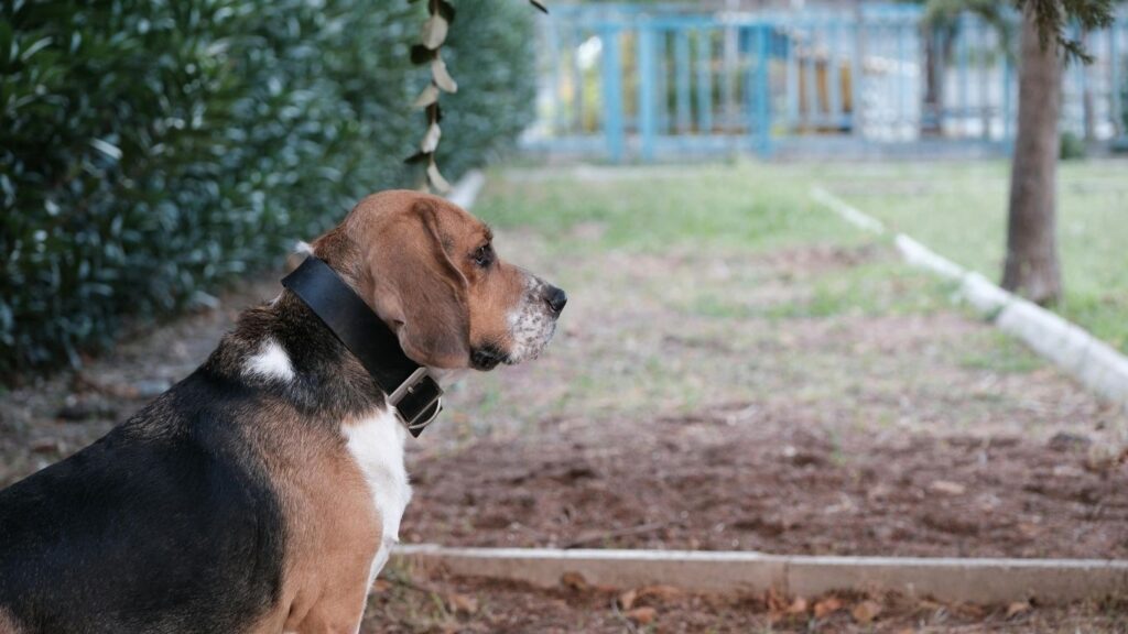 Top 20 dog breeds in america