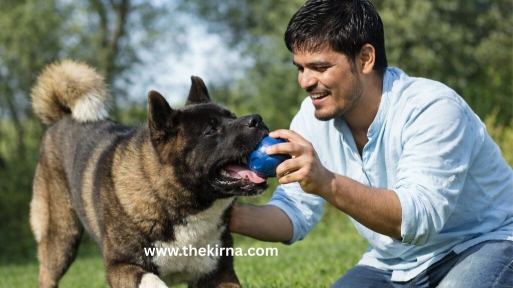 Japanese Akita Dog Breed Information 