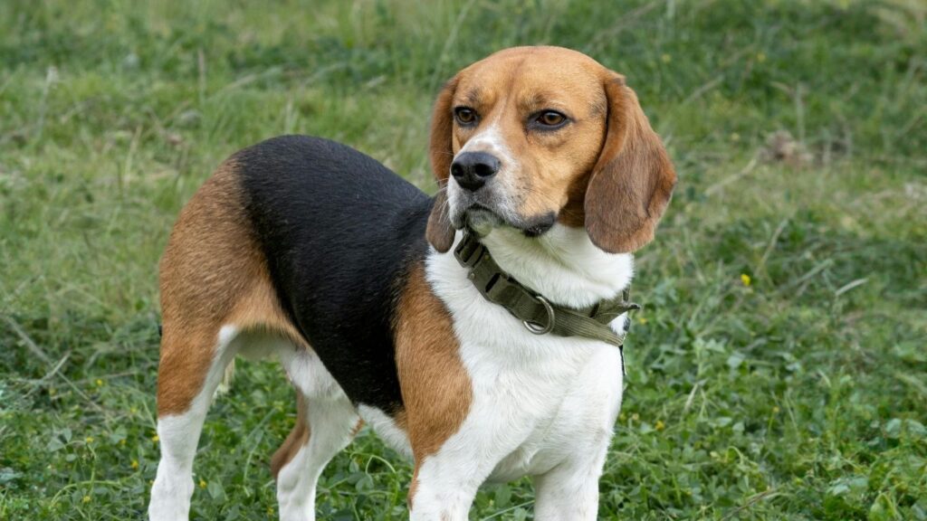 Beagle Pros and Cons