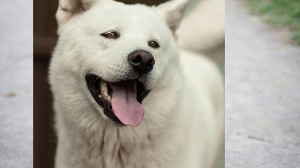 Why are akitas banned