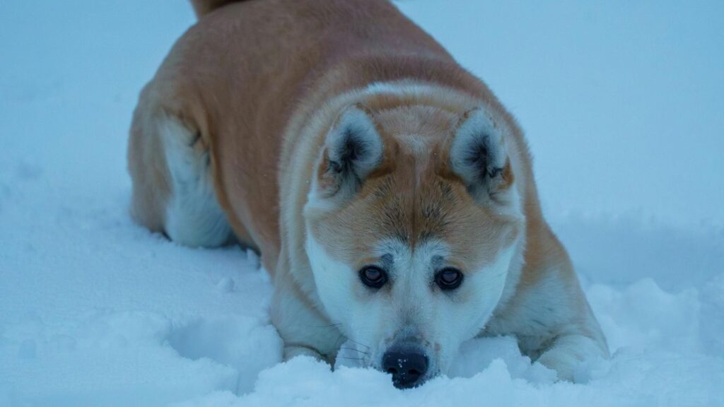 Why are akitas a restricted breed