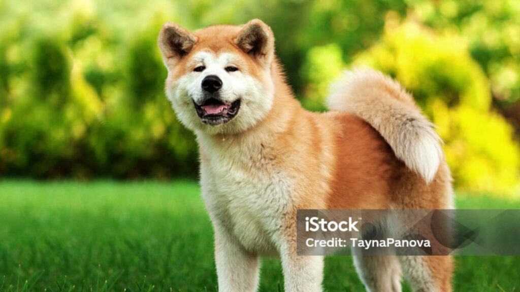 Why are akitas a restricted breed