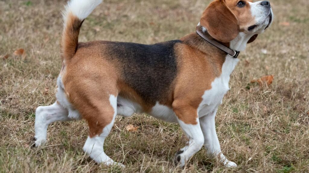 Beagle Pros and Cons