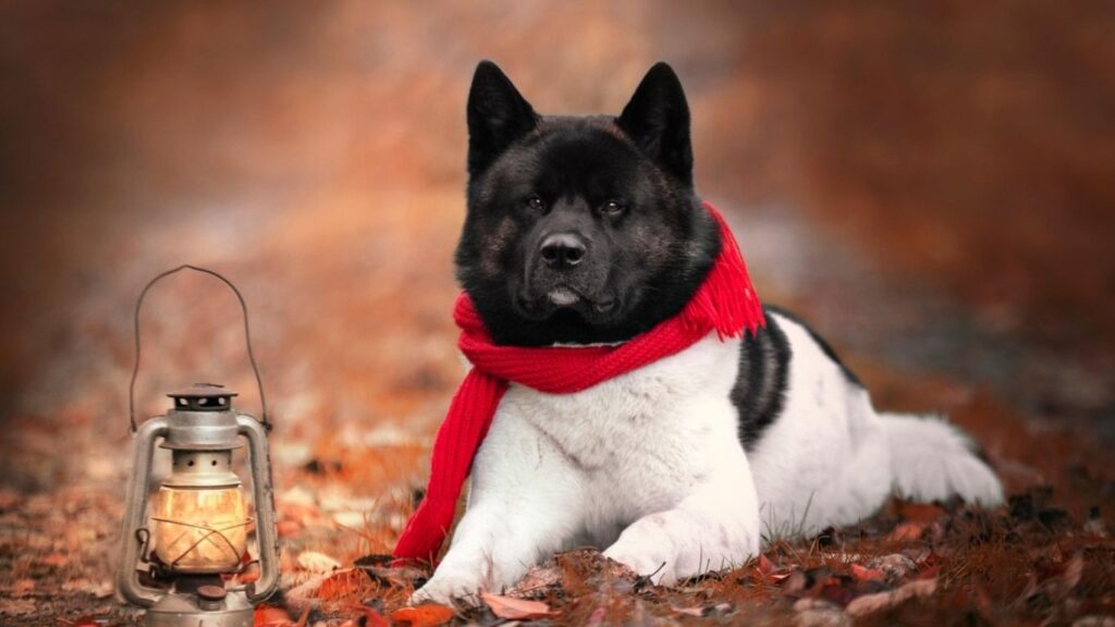 Why are akitas banned