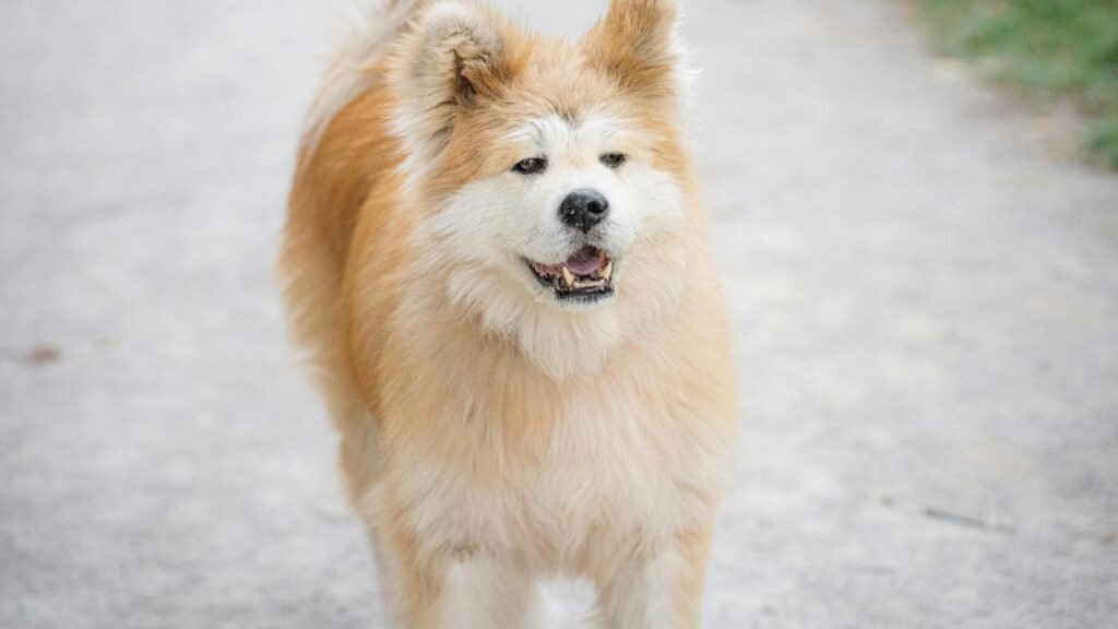 Why are akitas banned