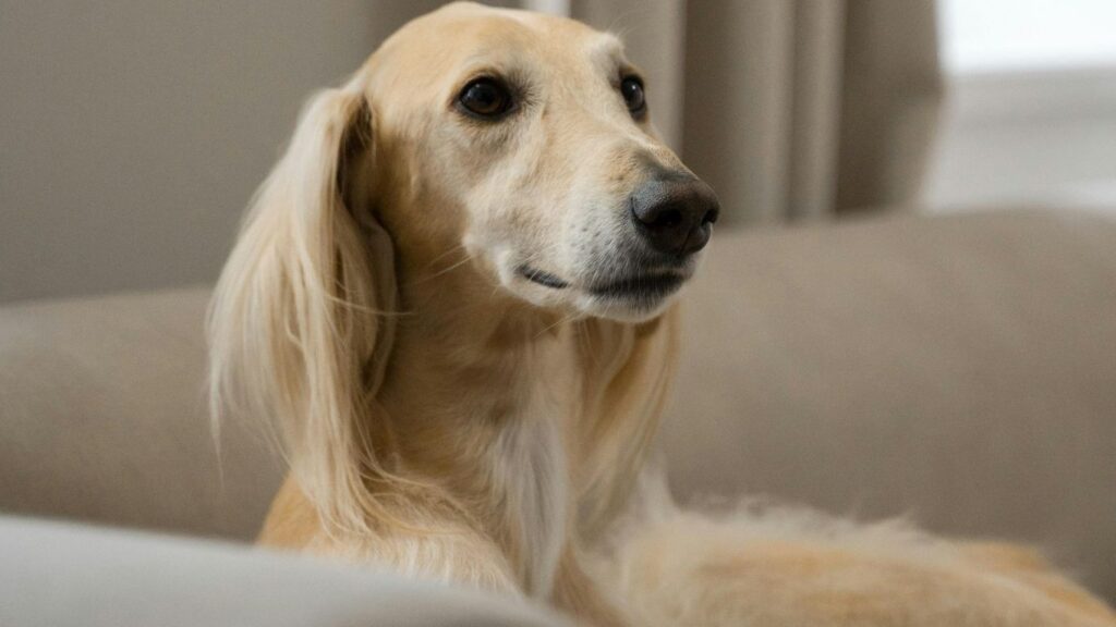 Afghan hound health problems