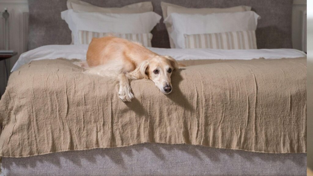 Afghan hound health problems