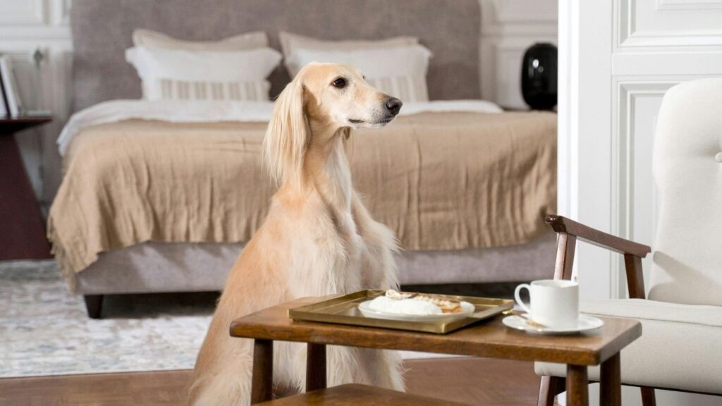 Afghan hound health problems