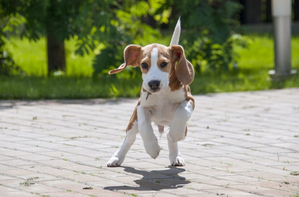 Beagle Pros and Cons