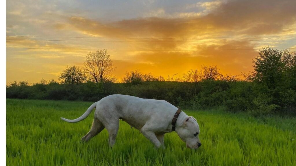 strongest dog in the world