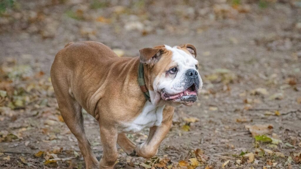 strongest dog in the world