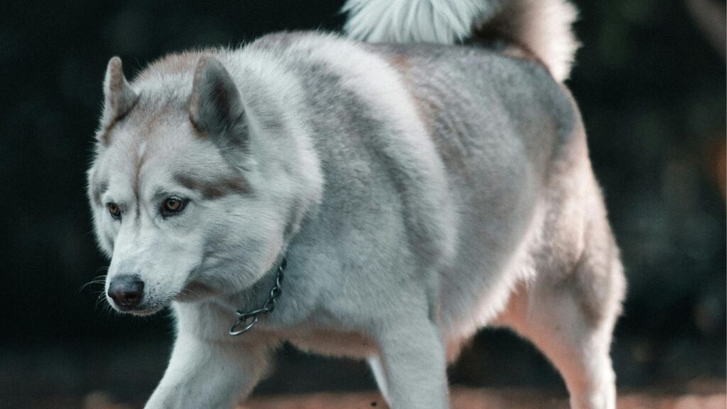 hardest dogs to take care of