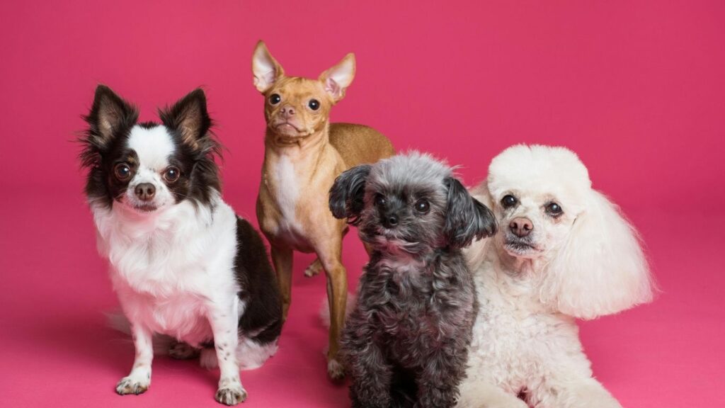 hardest dogs to take care of