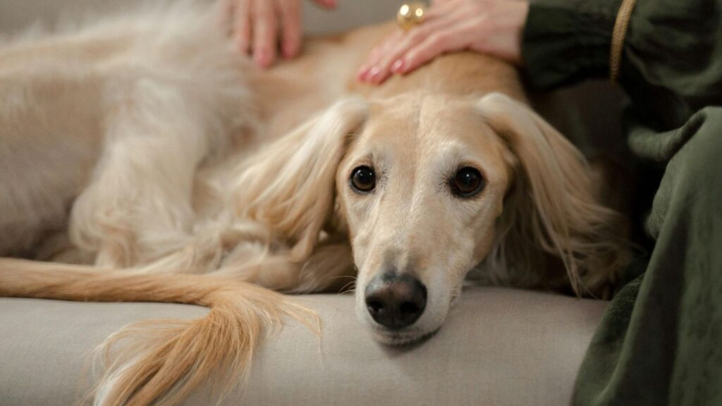 Hound dog pros and cons
